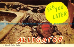 R156595 Alligator. A. Florida Gator Salute - World