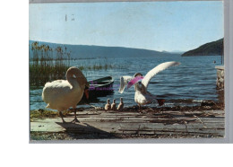 Au Bord Du Lac - La Famille Cygne Regagne Son élément Sous La Protection Paternelle Oiseau Bird - Autres & Non Classés