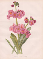 Primula Poissonii - Primel Primrose Primula / Flowers Blumen Flower Blume / Botanical Botanik Botany / Pflanze - Estampas & Grabados