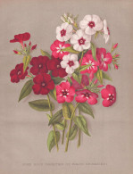 Some Good Varieties Of Phlox Drummondi - Phlox Flammenblumen / Flowers Blumen Flower Blume / Botanical Botanik - Stiche & Gravuren