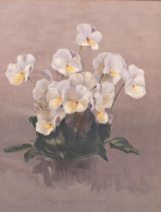 Sufted Pansy Violetta - Pansies Pensee Pansy Stiefmütterchen / Flowers Blumen Flower Blume / Botanical Botani - Prints & Engravings