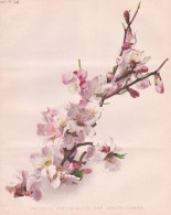 Prunus Amygdalus Var Macrocarpa - Mandeln Almond Mandelbaum Mandelbäumchen / Flowers Blumen Flower Blume / Bo - Prints & Engravings