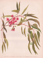 The Red Flowered Iron-Bark (Eucalyptus Leucoxylon) - Gummi-Eukalyptus / Australia Australien / Flowers Blumen - Estampas & Grabados