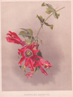 Passiflora Racemosa - Passionsblume Passion Flower / Brazil Brasil Brasilien / Flowers Blumen Flower Blume / B - Prints & Engravings