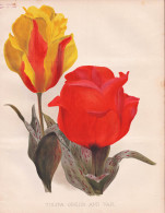 Tulipa Greigi And Var. - Tulpe Tulip / Flowers Blumen Flower Blume / Botanical Botanik Botany / Pflanze Plant - Estampes & Gravures