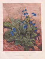 Omphalodes Verna - Gedenkemein Vergissmeinnicht Creeping Navelwort Frühlings-Nabelnüsschen / Flowers Blumen - Stiche & Gravuren