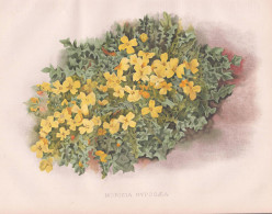 Morisia Hypogaea - Korsika Corsica Sardinien Sardinia / Flowers Blumen Flower Blume / Botanical Botanik Botany - Stiche & Gravuren
