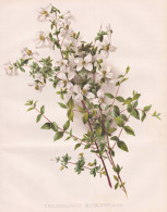 Philadelphus Microphyllus - Pfeifenstrauch Sommerjasmin English Dogwood / Flowers Blumen Flower Blume / Botani - Stiche & Gravuren