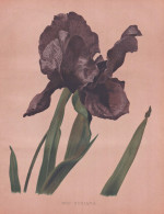 Iris Susiana - Mourning Iris Traueriris Schwertlilie Schwertlilien / Flowers Blumen Flower Blume / Botanical B - Estampes & Gravures