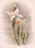 Iris Robinsoniana (Wedding Flower) - Lord Howe Wedding Lily / Australia Australien / Flowers Blumen Flower Blu - Stiche & Gravuren