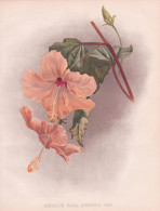 Hibiscus Rosa-Sinensis - Hibiskus Chinesischer Roseneibisch Eibisch / China / Flowers Blumen Flower Blume / Bo - Estampes & Gravures