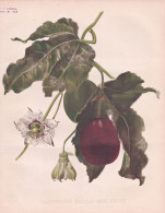 Passiflora Edulis And Fruit - Passionsfrucht Passion Fruit Frucht Passionsblume Passion Flower / Flowers Blume - Stiche & Gravuren