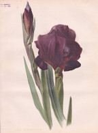 Iris Atrofusca - Schwertlilie Schwertlilien / Flowers Blumen Flower Blume / Botanical Botanik Botany / Pflanze - Estampes & Gravures