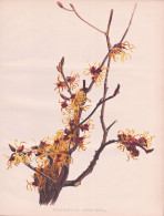 Hamamelis Arborea - Witch-hazel Zaubernuss / Flowers Blumen Flower Blume / Botanical Botanik Botany / Pflanze - Stiche & Gravuren