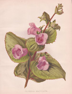 Gloxinia Maculata - Gloxinie Canterbury Bells / South America / Flowers Blumen Flower Blume / Botanical Botani - Prints & Engravings