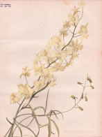 Delphinium Zalil - Rittersporn Larkspur Rittersporne / Flowers Blumen Flower Blume / Botanical Botanik Botany - Prints & Engravings