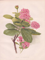 Dais Cotinifolia - Pomponbaum Pompom Tree / Flowers Blumen Flower Blume / Botanical Botanik Botany / Pflanze P - Estampes & Gravures