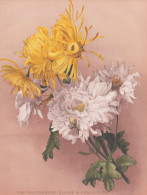 Chrysanthemums Elaine & Soleol D'OR - Chrysanthemen Chrysanths Mums / Flowers Blumen Flower Blume / Botanical - Estampes & Gravures