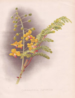 Caesalpinia Japonica - Caesalpinien / Japan China / Flowers Blumen Flower Blume / Botanical Botanik Botany / P - Estampas & Grabados