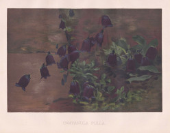 Campanula Pulla - Solitary Harebell Glockenblume Bellflower / Flowers Blumen Flower Blume / Botanical Botanik - Prints & Engravings