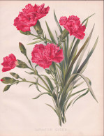 Carnation Queen - Nelke Carnation Nelken Dianthus / Flowers Blumen Flower Blume / Botanical Botanik Botany / P - Prints & Engravings
