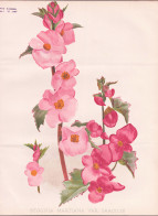 Begonia Martiana Var. Gracilis - Begonie Begonien / Mexico Mexiko / Flowers Blumen Flower Blume / Botanical Bo - Prints & Engravings