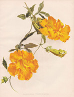 Bignonia Tweediana - Klettertrompete Trumpet Vine / Argentina Argentinien / Flowers Blumen Flower Blume / Bota - Prints & Engravings