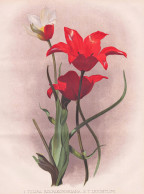 1. Tulipa Kolpakowskiana / 2. T. Leichtlini - Tulpe Kolpakowsky's Tulip / China Asia Asien / Flowers Blumen Fl - Estampas & Grabados