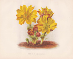Adonis Vernalis - Frühlings-Adonisröschen Pheasant's Eye / Eurasia / Flowers Blumen Flower Blume / Botanical - Stiche & Gravuren