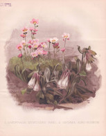 1. Saxifraga Muscoides Rhei / 2. Onosma Albo-Roseum - Steinbrech Meadow Türkische Lotwurz Saxifrage / Flowers - Prints & Engravings