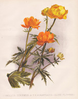 1. Trollius Europaeus / 2. T.E. Aurantiacus (Globe FLowers) - Trollblume Globeflower / Europe Europa Russia Ru - Estampas & Grabados