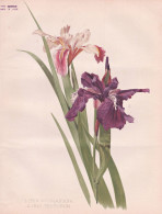 1. Iris Douglasiana / 2. Iris Tectorum - Schwertlilie Schwertlilien / Flowers Blumen Flower Blume / Botanical - Estampes & Gravures