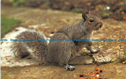 R156217 Grey Squirrel. Photo Precision - World