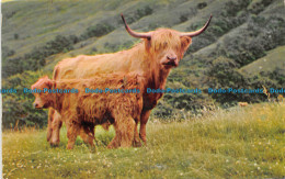 R156221 Highland Cattle. M. And L. National. 1966 - Mundo