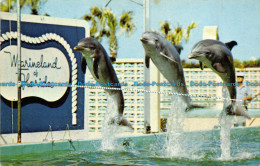 R156226 Porpoises Clear A Hurdle During Track Events At The School For Educated - World