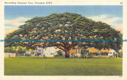 R156682 Spreading Samaan Tree. Trinidad. B. W. I. Tichnor - Monde