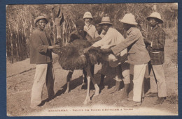 Récolte Plumes Autruches - Madagaskar