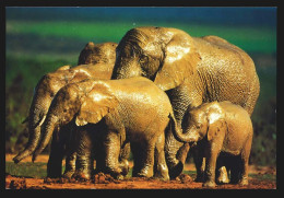 CPM 10.5 X 15 Famille D'éléphant D'Afrique Père Mère Et éléphanteau Photographe S. Bloom Collection Méli-Mélo - Elefanten