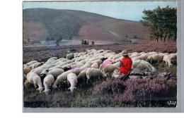 ANIMAUX - Mouton Blanc Dans Le Limousin Les Monedieres Champs Violet Carte Vierge - Sonstige & Ohne Zuordnung