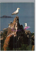 BRETAGNE - Un Couple De Goélands Oiseau Bird Mouette - Bretagne