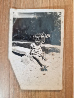 19567.   Fotografia D'epoca Bambina Aa '40 Italia - 8,5x5,5 ,5 - Anonyme Personen