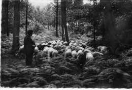 Claouey Paturage Dans La Foret - Autres & Non Classés