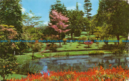 R157240 Lake Drive. Peradeniya Gardens. Ceylon - World