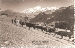 HAUTELUCE (73) Paturage Aux Pémonts - Le Mont-Blanc En 1955  CPSM  PF - Altri & Non Classificati