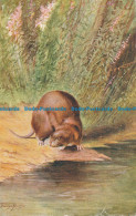 R156773 Water Rat. Salmon. No 2597. 1947 - Monde