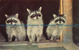 R156363 Raccoons The Appealing Bandit Faced Animals Pictured Here Are A Common S - World