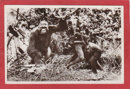 Cameroun - Famille De Gorille - Compagnie Zoologique De Yaoundé - Monkeys