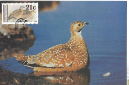 Bophuthatswana (South Africa) - Maximum Card 1990 : Burchell's Sandgrouse  -  Pterocles Burchelli - Andere & Zonder Classificatie