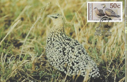 Bophuthatswana (South Africa) - Maximum Card 1990 : Yellow-throated Sandgrouse -   Pterocles Gutturalis - Andere & Zonder Classificatie