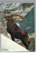 ANIMAUX - Un Bouquetin Capra Ibex Carte Vierge - Other & Unclassified